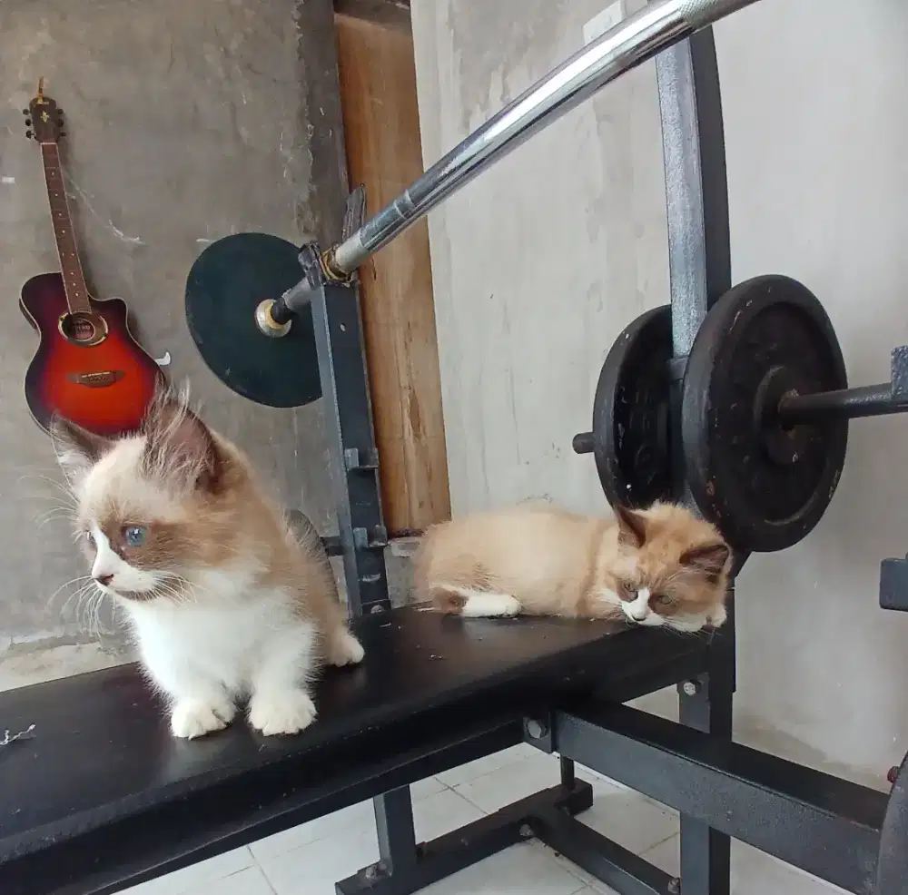 Kucing Munchkin cebol jantan