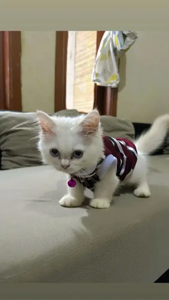 Persia betina mata biru