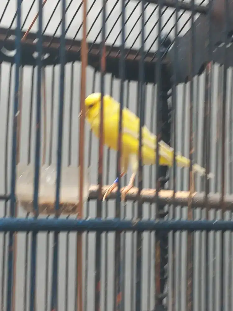 Kenari F1ys bodi big