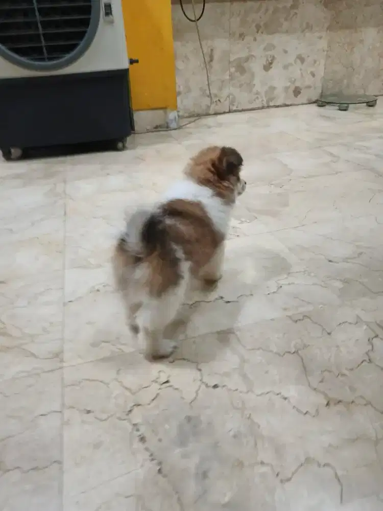 ANAK ANJING POM MIX SHIHTZU