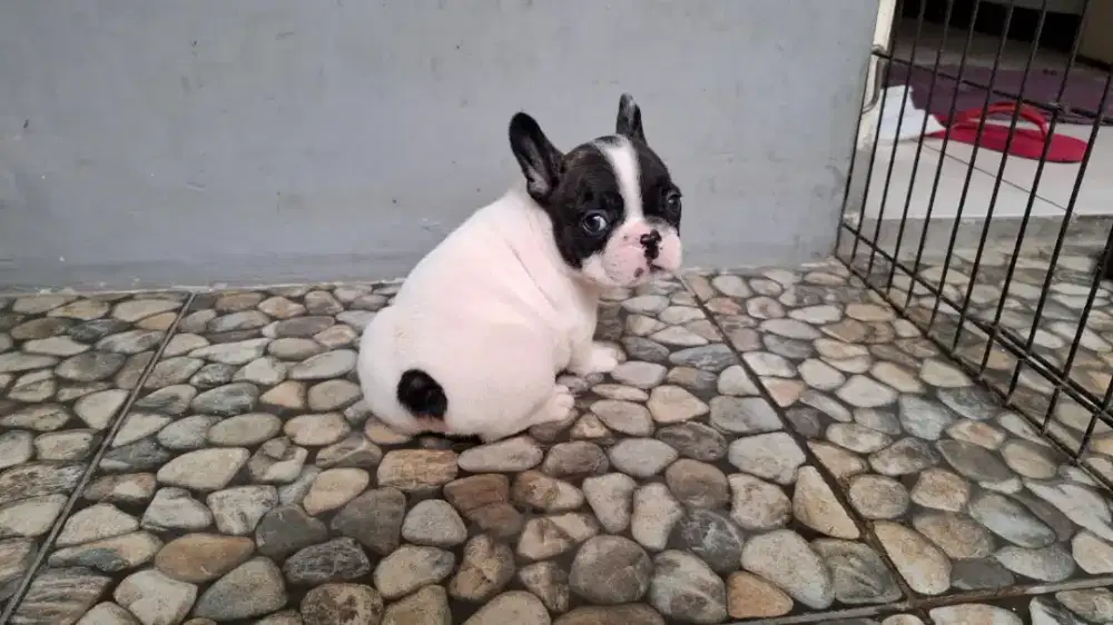 Jual French French bulldog jantan