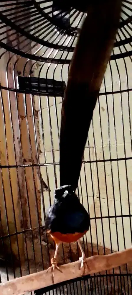 BURUNG MURAI RING GACOR PULSET