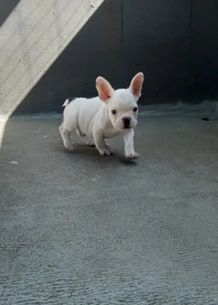 Jual anjing French bulldog jantan