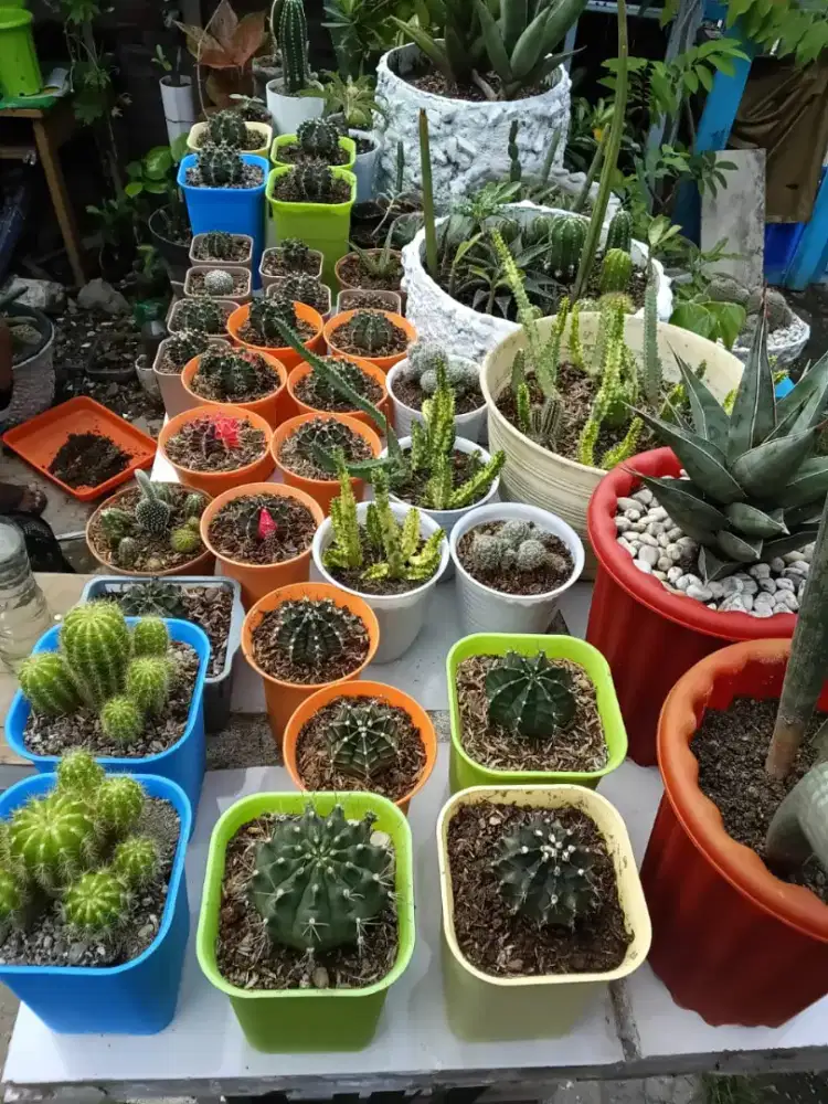Jual tanaman hias caktus