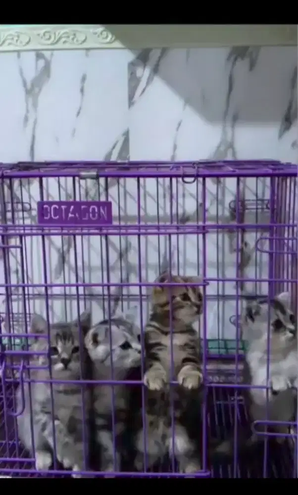 scottish fold X British (kuping nekuk)