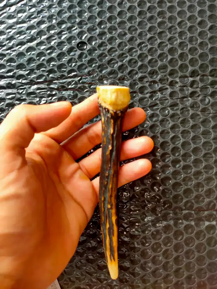 Pipa once tanduk rusa