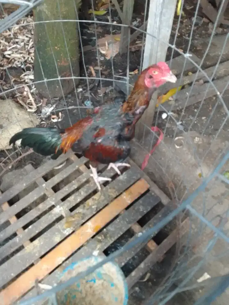 Ayam jenis semi bulbi