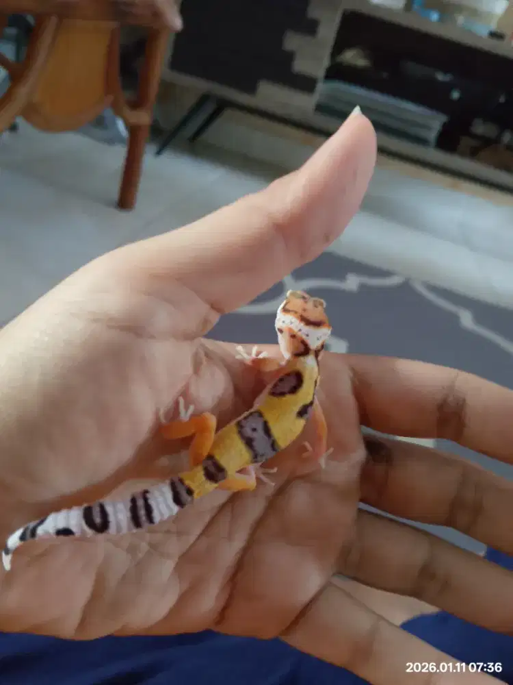 Baby leopard gecko
