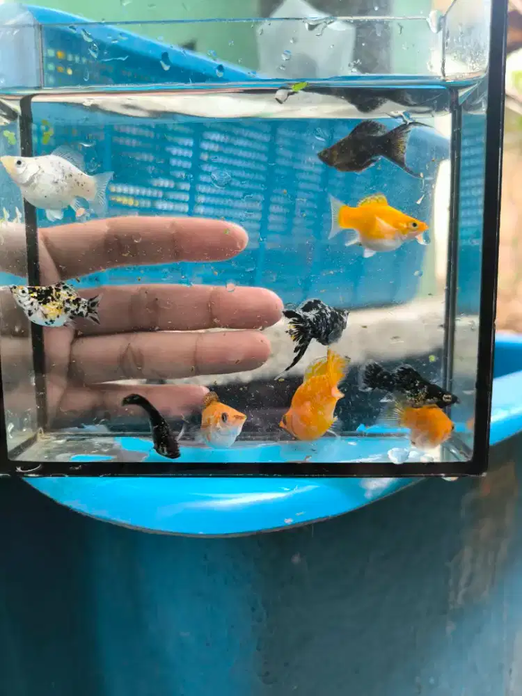 Ikan Molly Moli cendol
