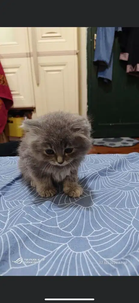 Kitten persmed jantan