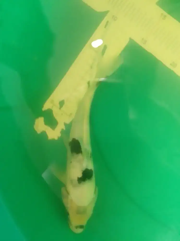 Ikan koi jenis Shiro Doitsu 27cm bagus