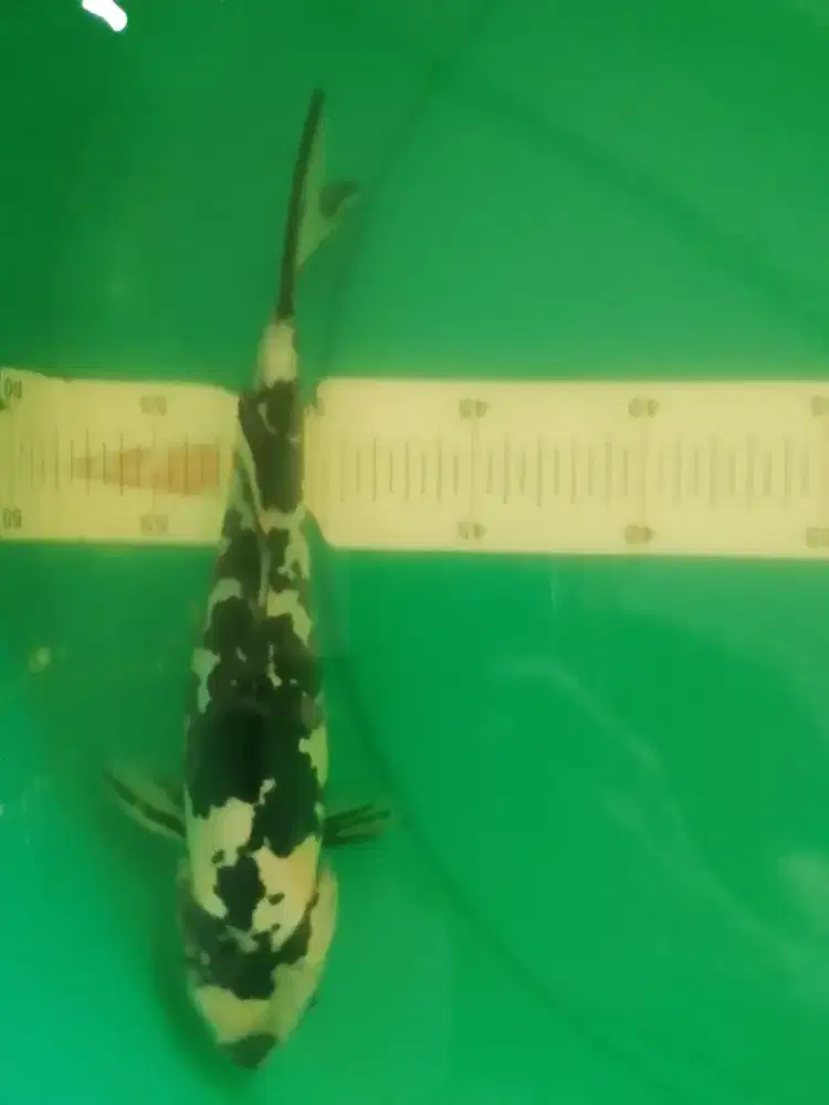 Ikan koi jenis Shiro Doitsu 27cm