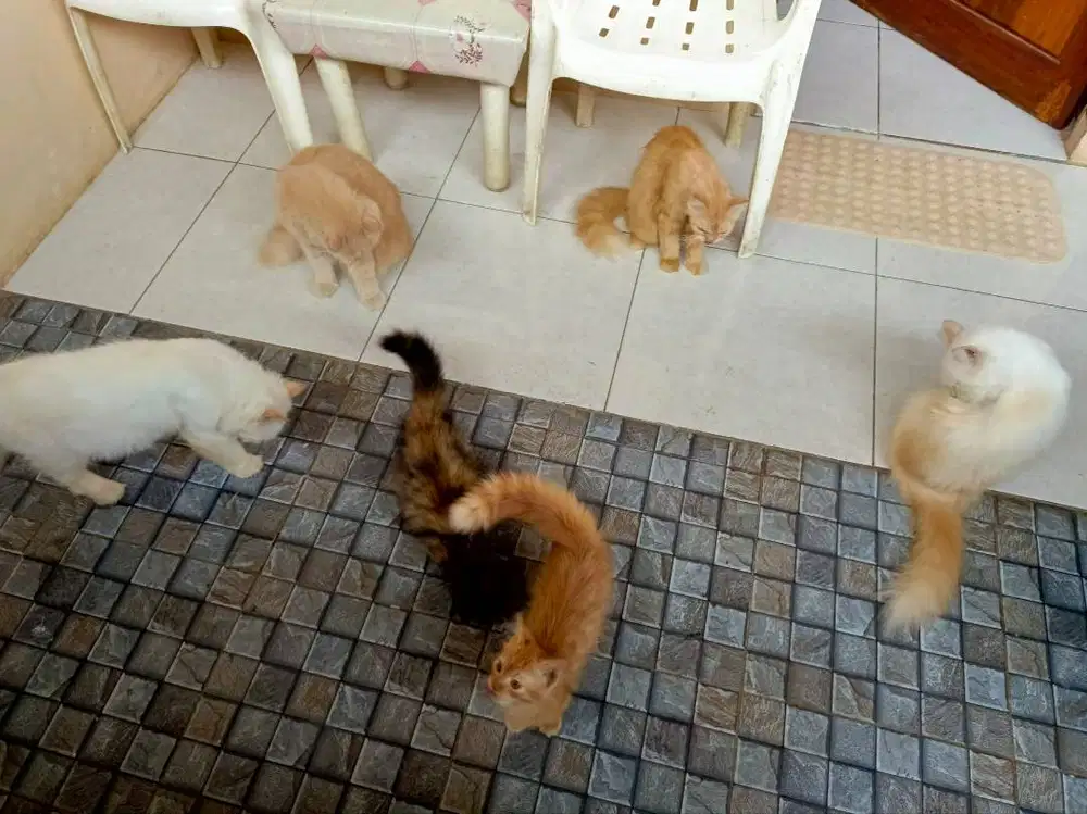 Open adopsi kucing Persia