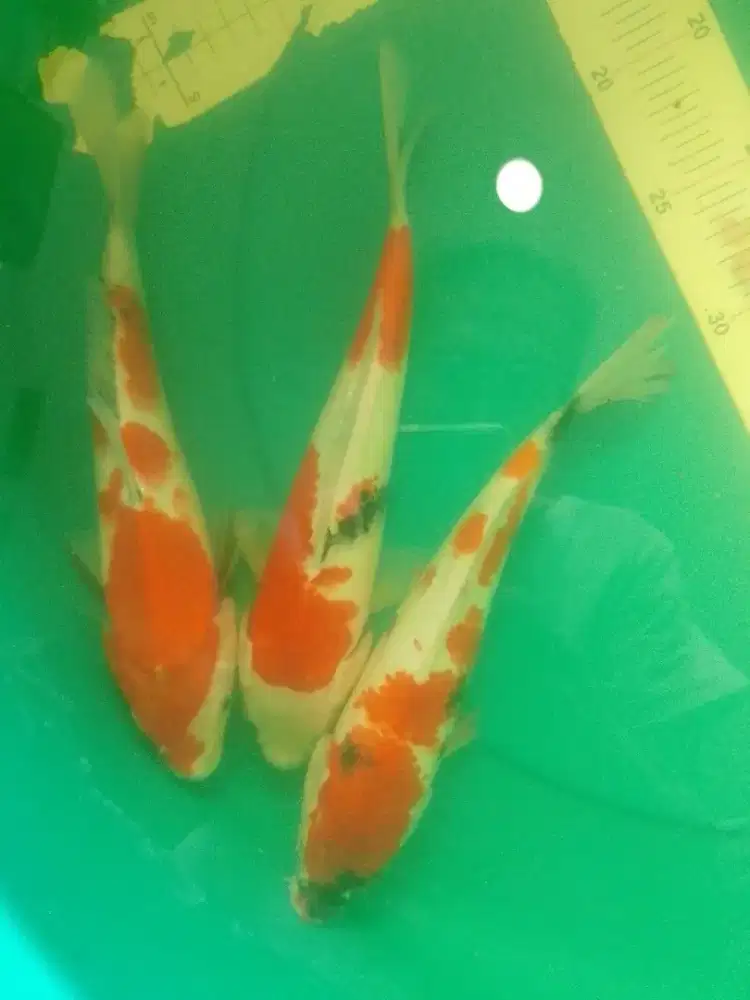Ikan koi jenis Showa 28cm grade A