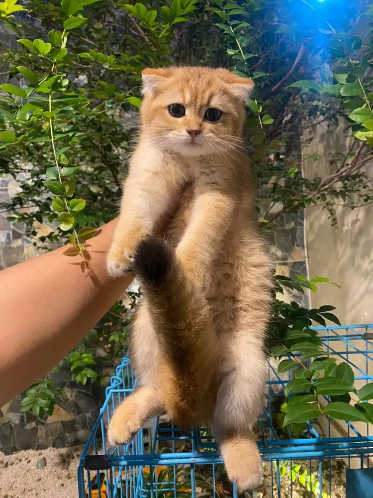 Scootish fold golden