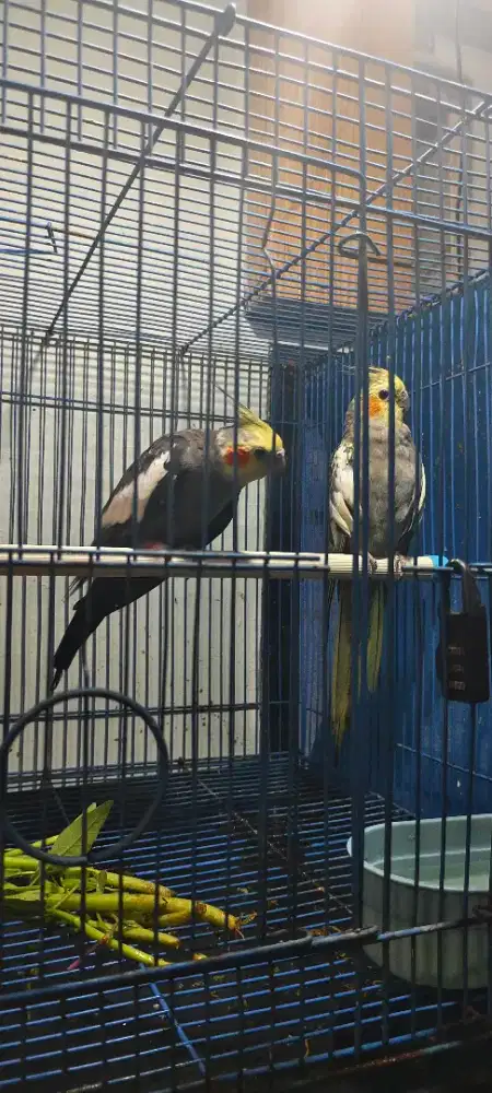 Falk sepasang indukan