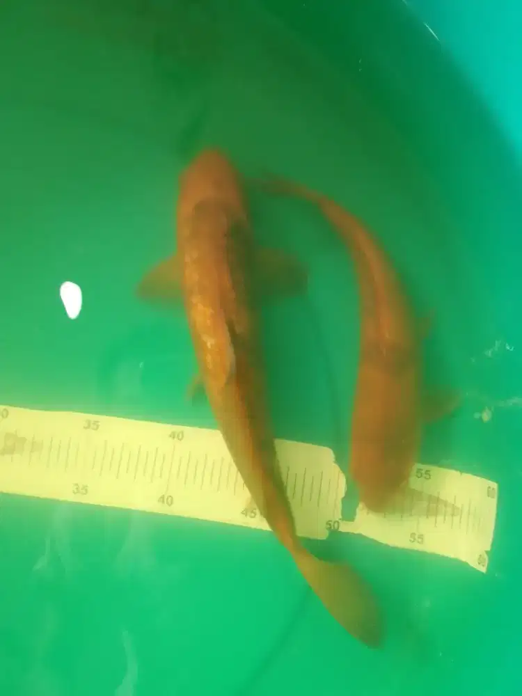 Ikan koi jenis Kawarimono 26-29cm