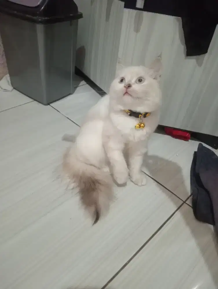 Lepas adop kucing Persia Himalaya betina umur 11bln