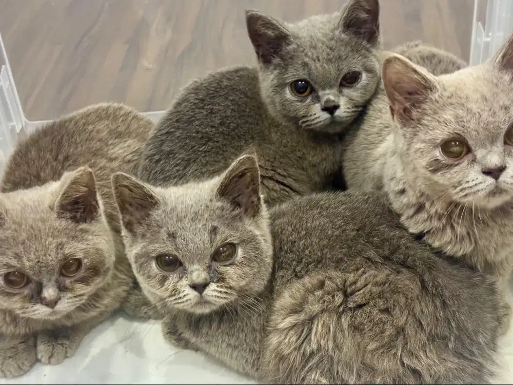 British Short Hair Kitten BSH