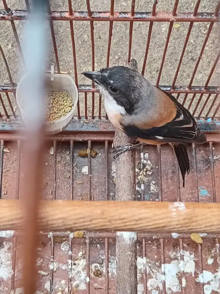 Pentet jawa sembur gacor fullset