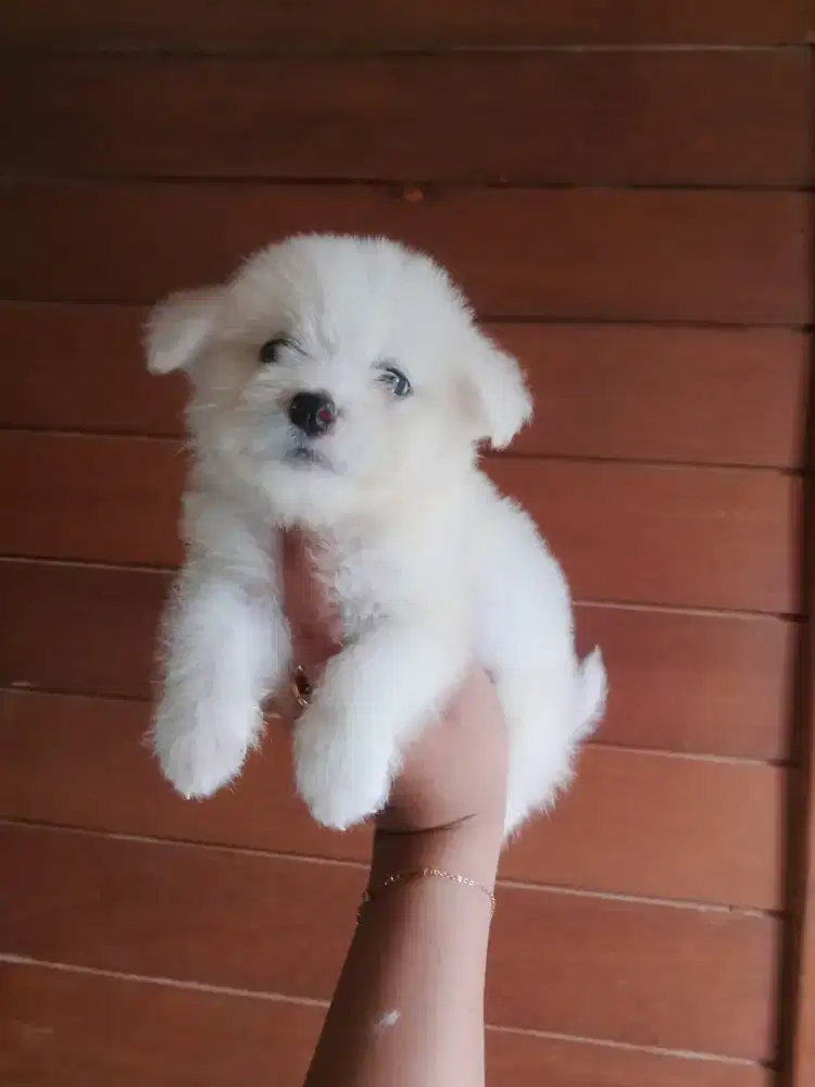 Puppy shitzu  betyna