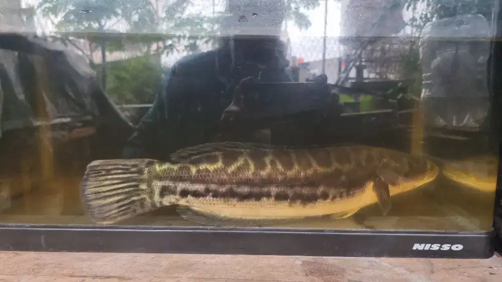IKAN Channa TOMAN 45cm KALEM TENANG GAGAH EDISI BOSAN
