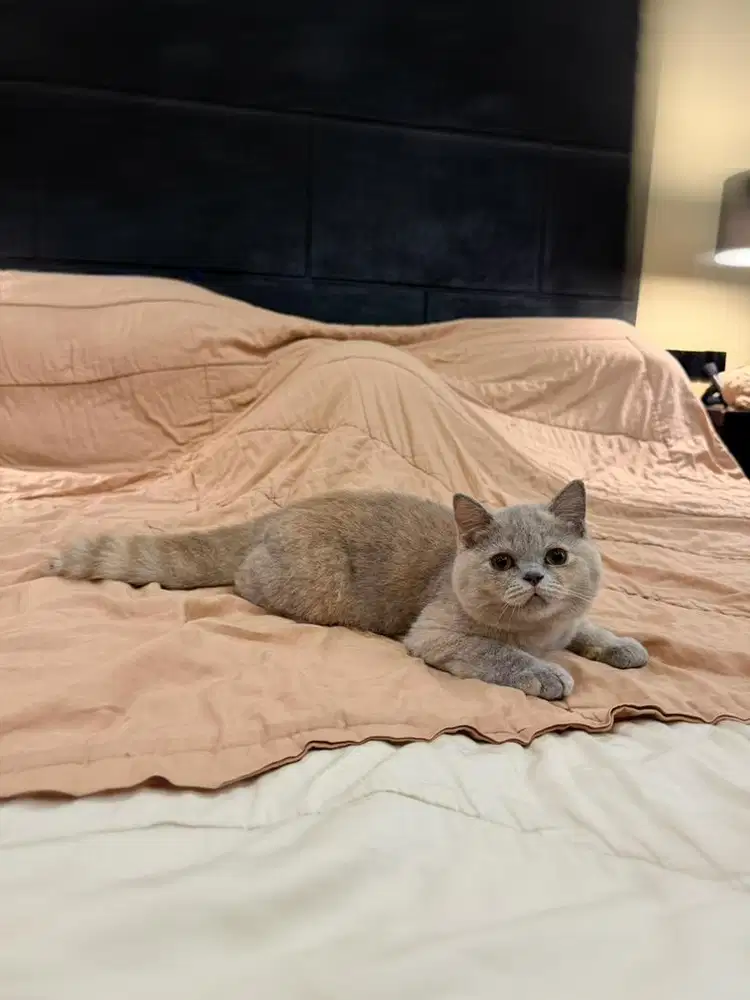 bsh british shorthair