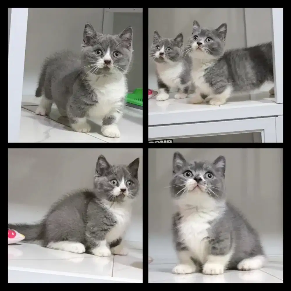 Bsh munchkin 2.5 bln