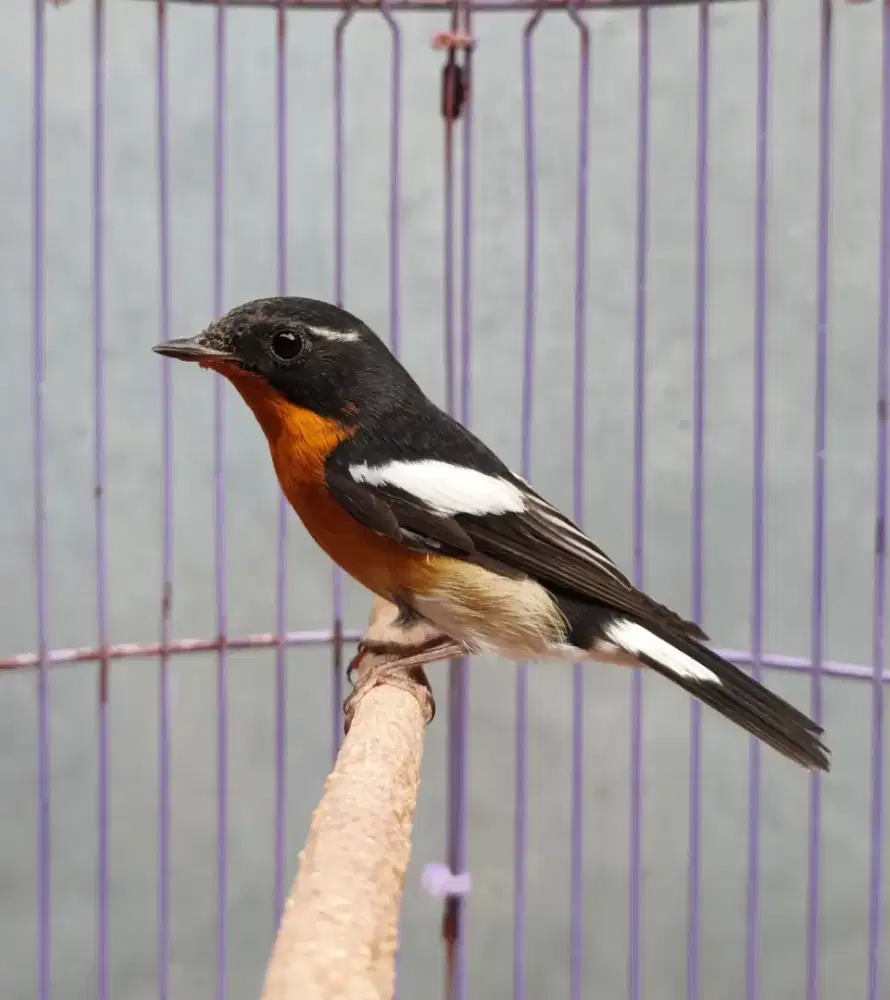 Burung mugimaki jantan