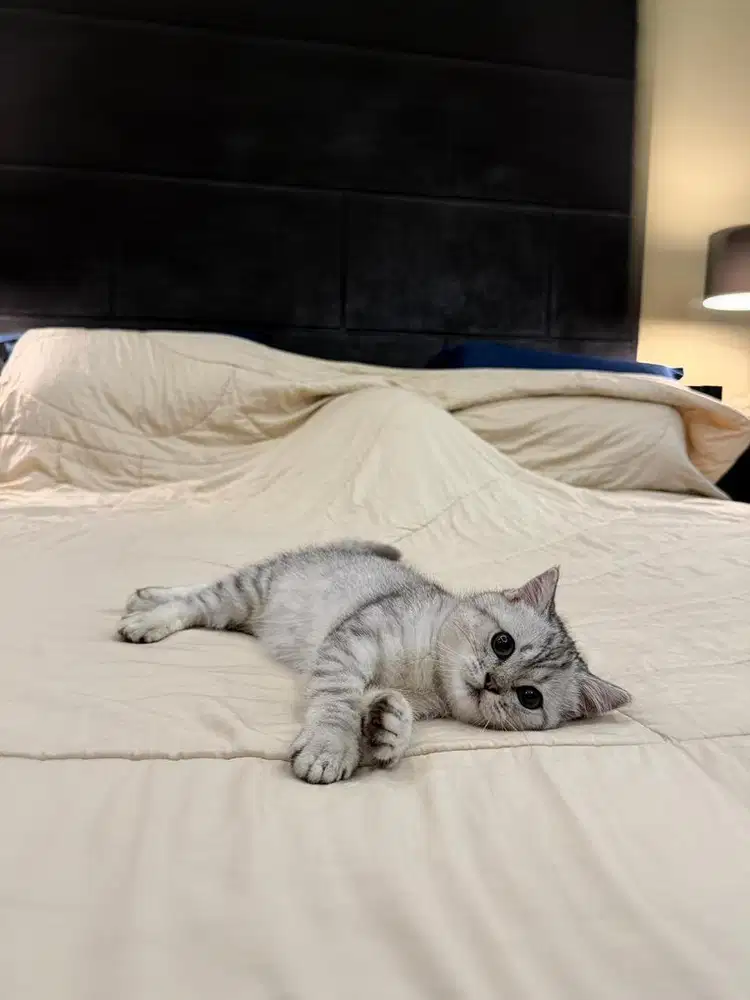 Kucing British Shorthair Silver Tabby FEMALE BSH SF