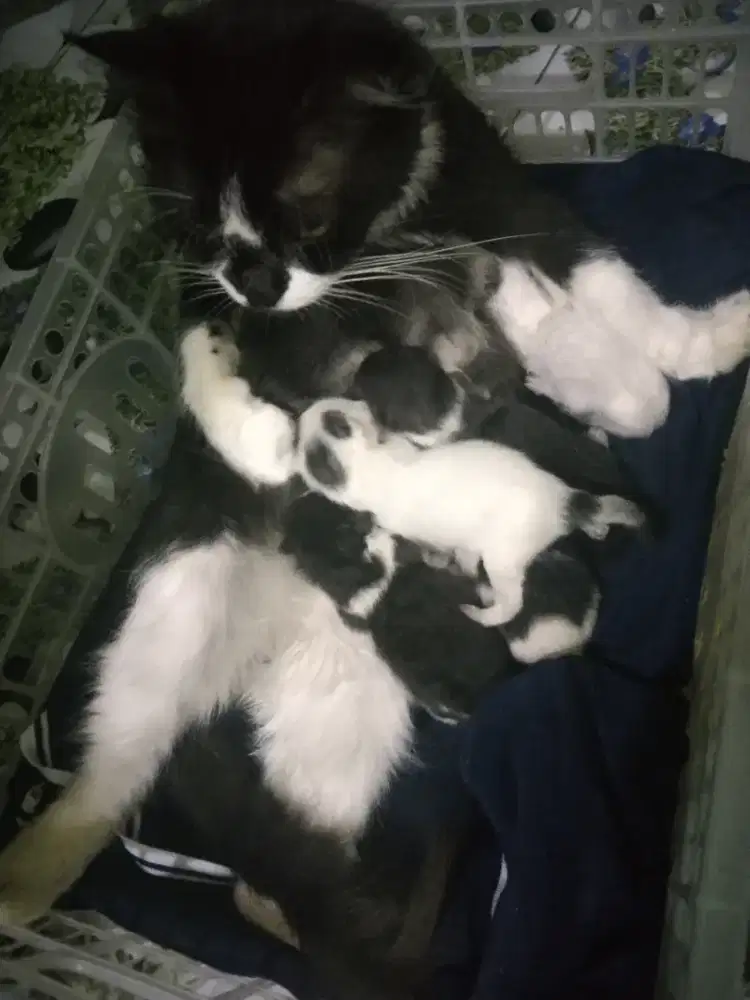 Kucing Persia bawa anak munchin 2 ekor 3 ns