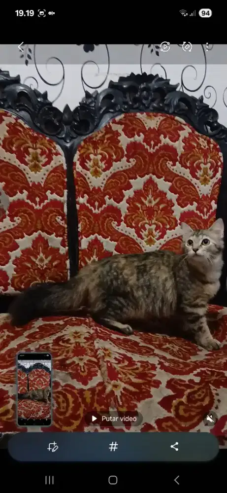 Free adopt 2 ekor kucing betina