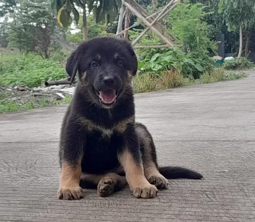 Herder Jantan Non Stamboom