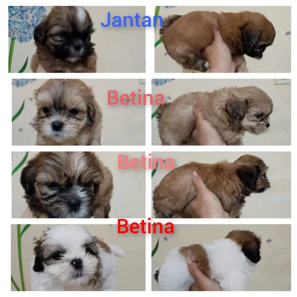 Anjing shitzu teraawat