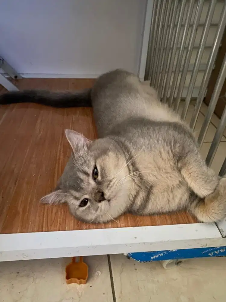 British Short Hair (BSH) & British Long Hair (BLH)