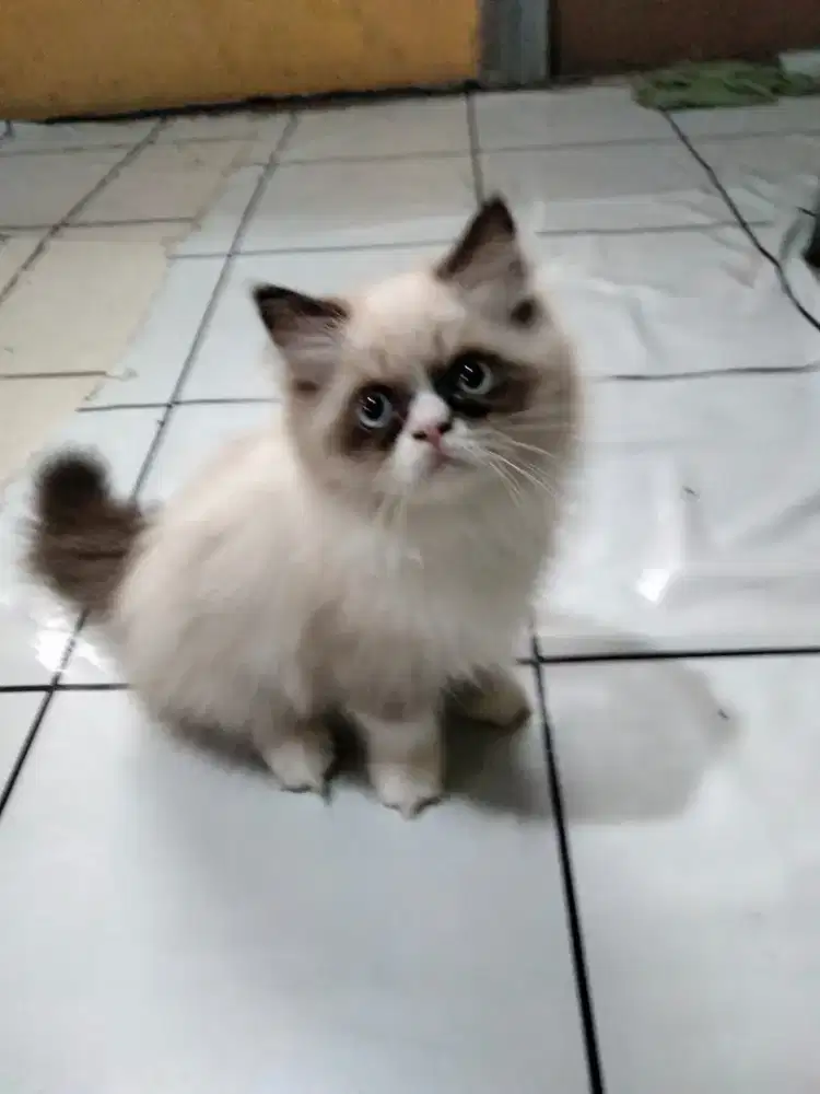 Kitten Ragdoll betina