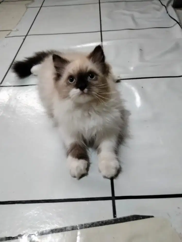 Kitten Ragdoll pure sealpoint