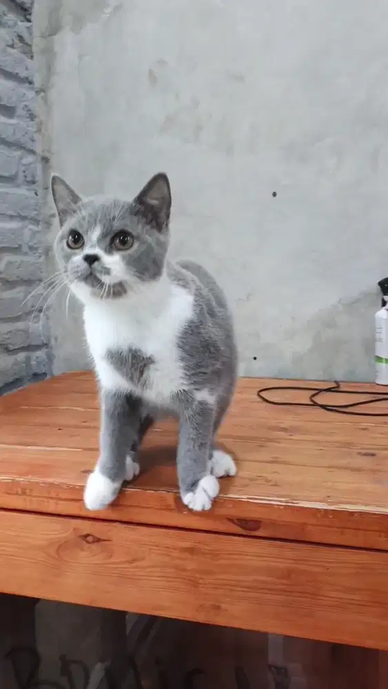 British Short Hair Jantan ( BSH )