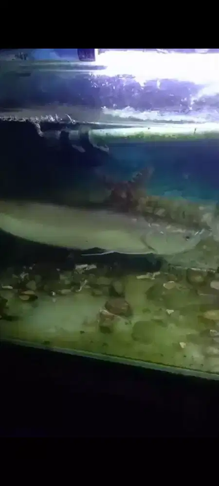 IKAN ARWANA SILVER/AQUARIUM