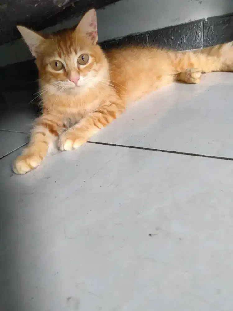 Kucing persia mixd jantan