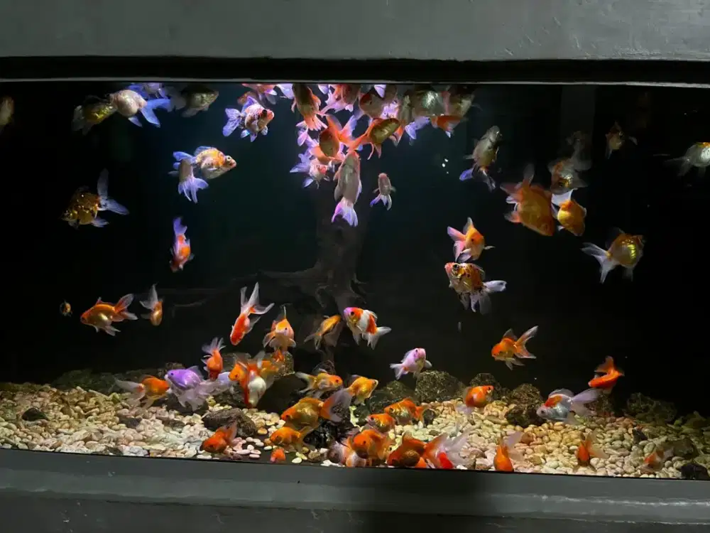 Paket 85 ekor mas koki (kurang lebih)