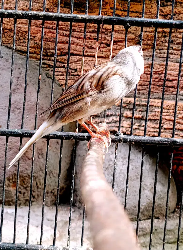 Kenari F2ys Starblue Gacor Joooooosss