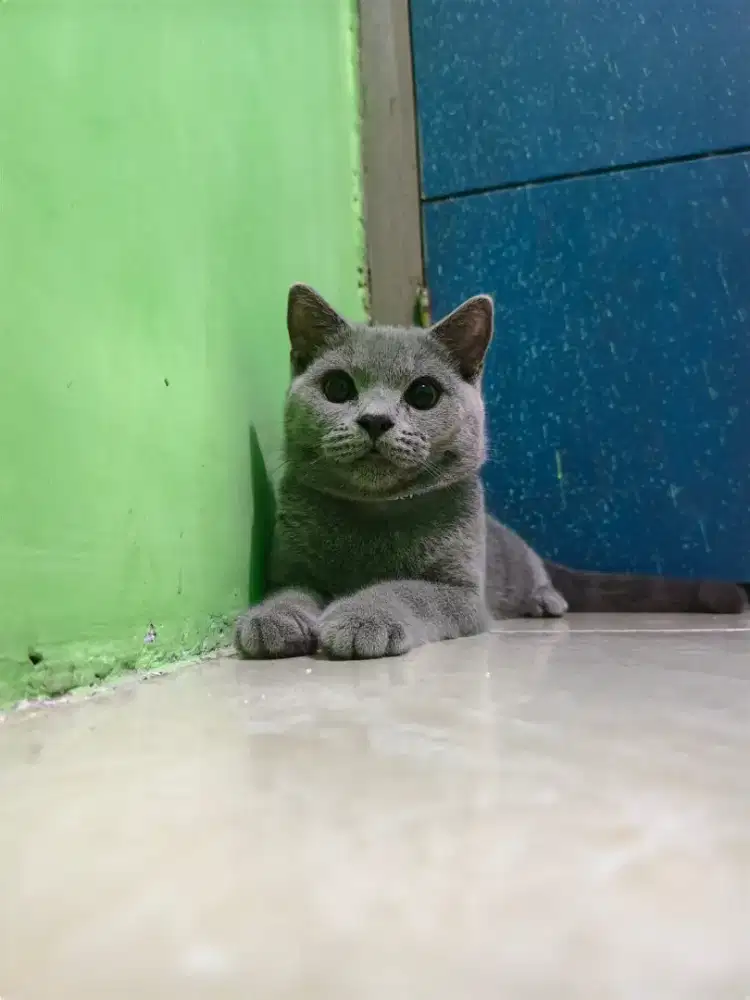 Bsh jantan betina ada gemoy