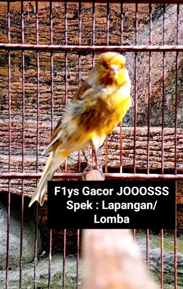 Kenari F1ys Gacor JOOOSSS