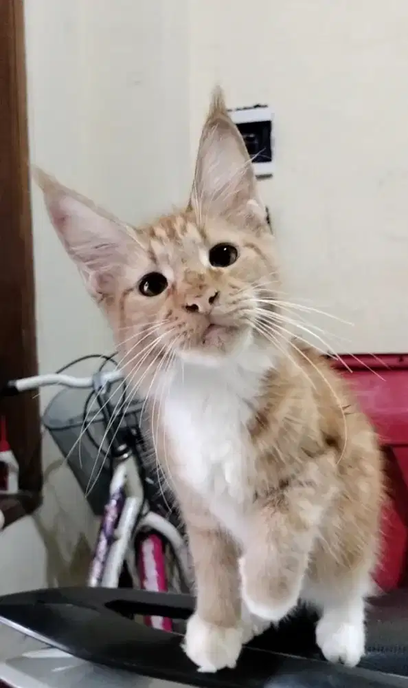 Mainecoon betina pure cantik