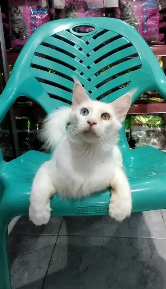 Mainecoon white solid Odd eyes jantan NP