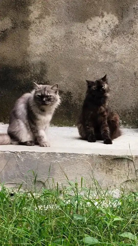 Lepas adop kucing sepasang