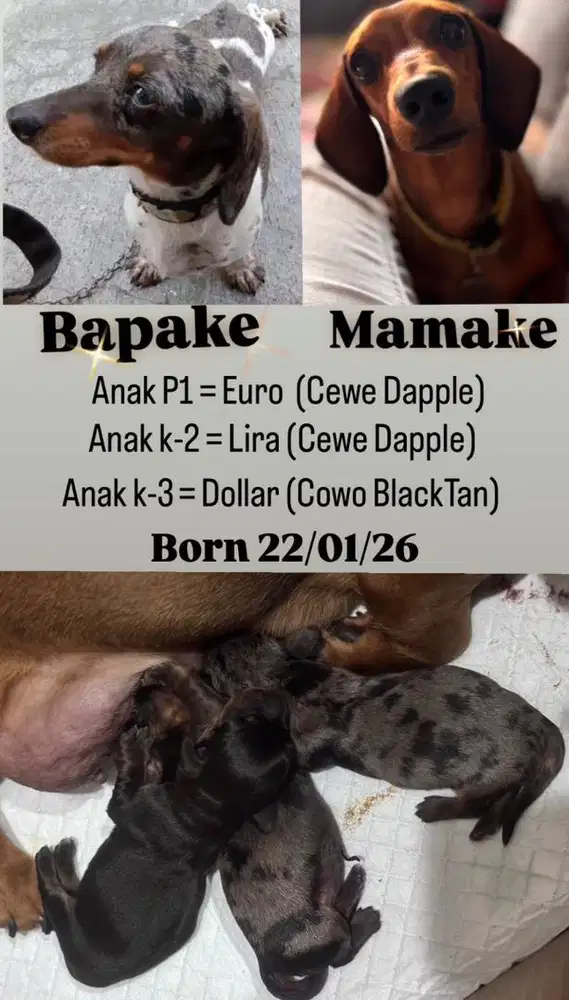 Open Adopt Pure minu tekel free kalung