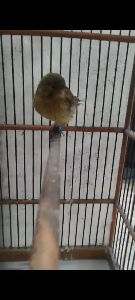 Paud yslxlokal gembling minus kaki ngbima