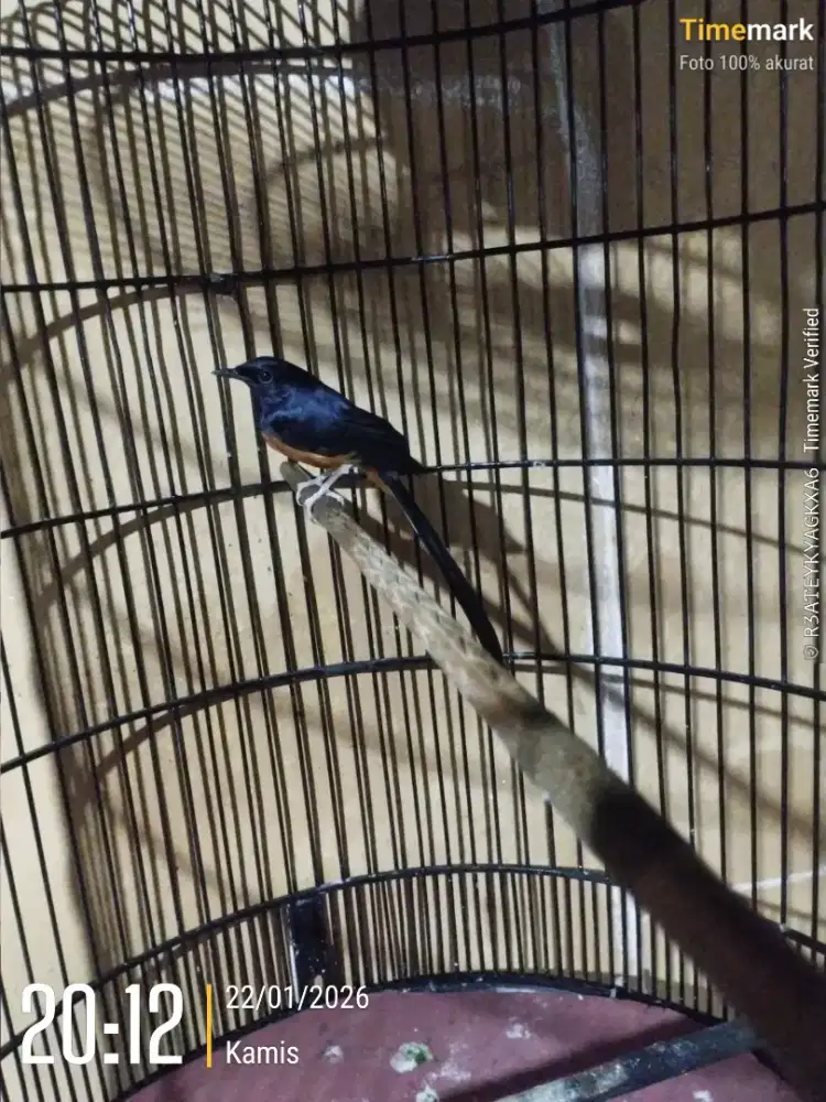 Murai hutan carkem masteran